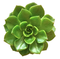 Echeveria Letizia